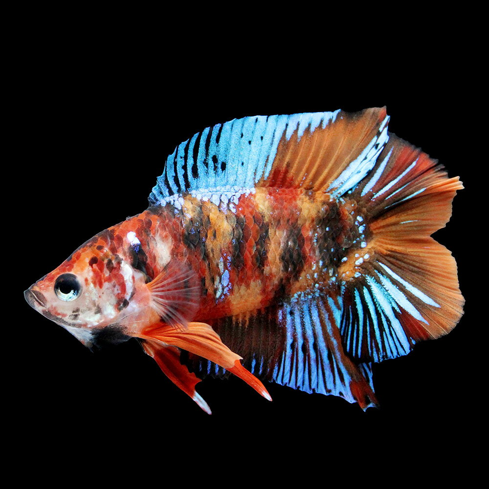 （熱帯魚）一点物　鯉ベタ　プラカットダブルテール　ニモ（キャンディー）（オス）（1匹）　北海道・九州 ...
