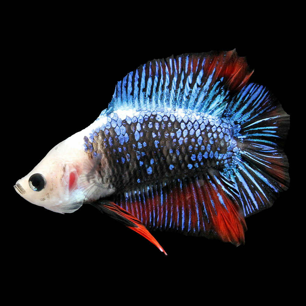 樂天商城 - （熱帯魚）一点物　鯉ベタ　プラカットダブルテール　コイカラー（オス）（1匹）　北海道・九州航空便要保温