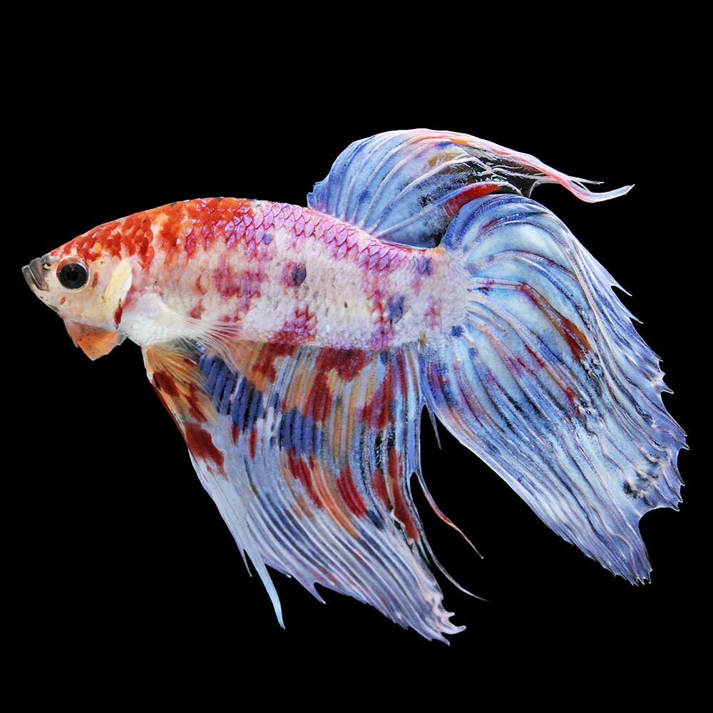 （熱帯魚）一点物　鯉ベタ　ベールテール　ニモ（キャンディー）　オス（1匹）　北海道・九州航空便要保温