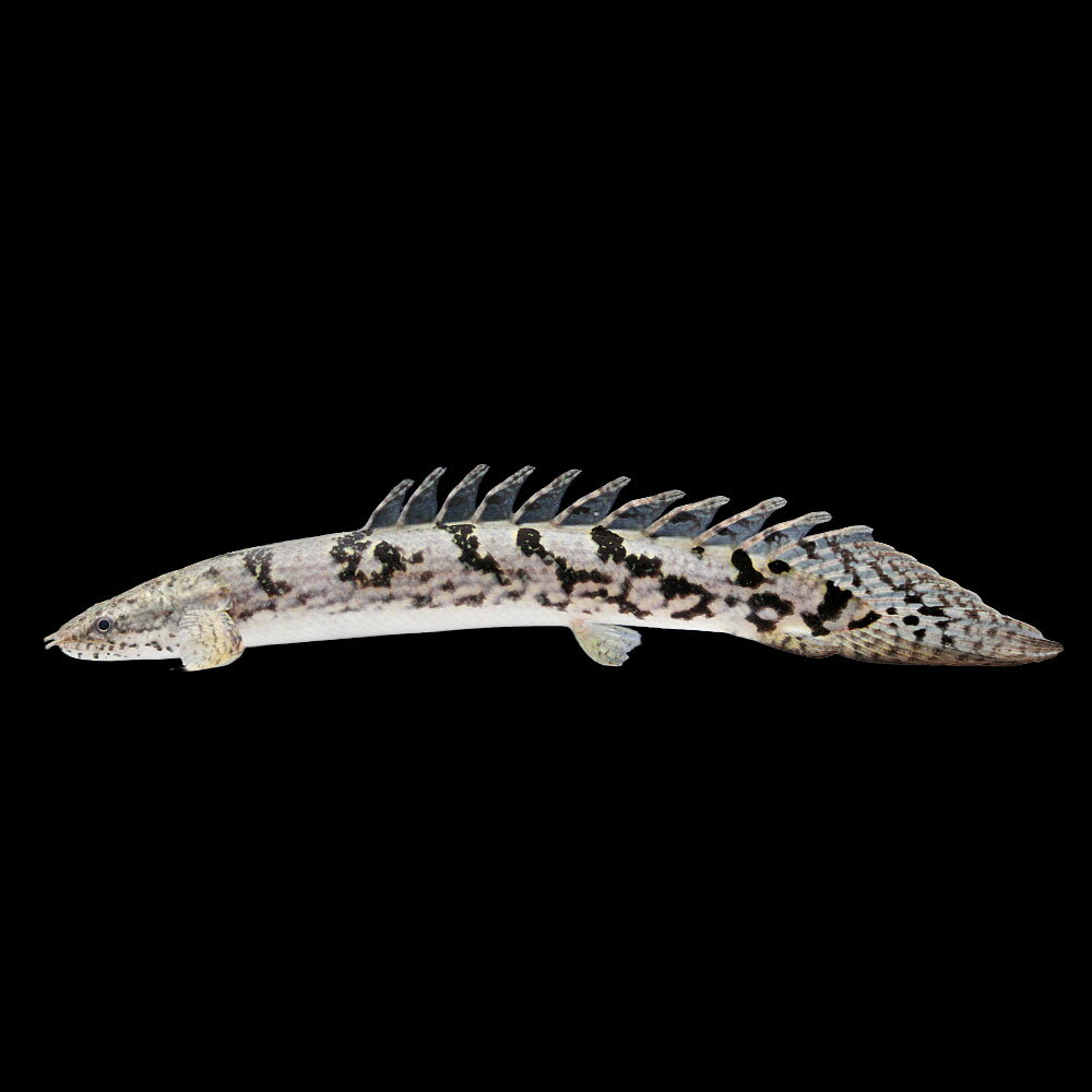 （熱帯魚）一点物　ポリプテルス　デルヘジィ　ロイヤルバンド（ブリード）約10cm（1匹）　北海道・九州航空便要保温