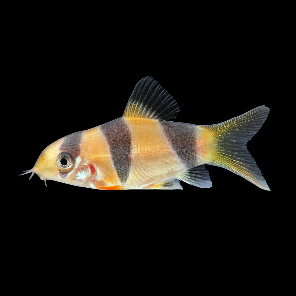 （熱帯魚）一点物　クラウンローチ　ショートボディ（1匹）　北海道・九州航空便要保温