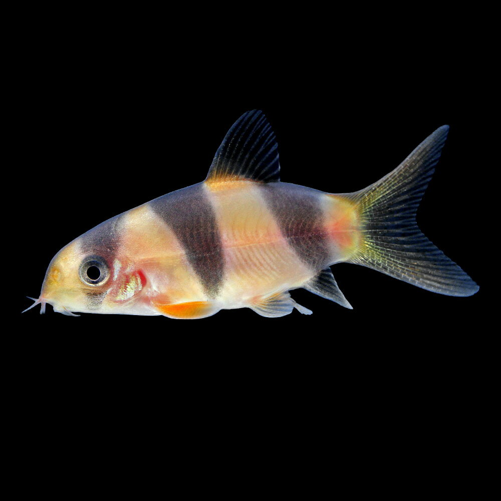 （熱帯魚）一点物　クラウンローチ　ショートボディ（1匹）　北海道・九州航空便要保温