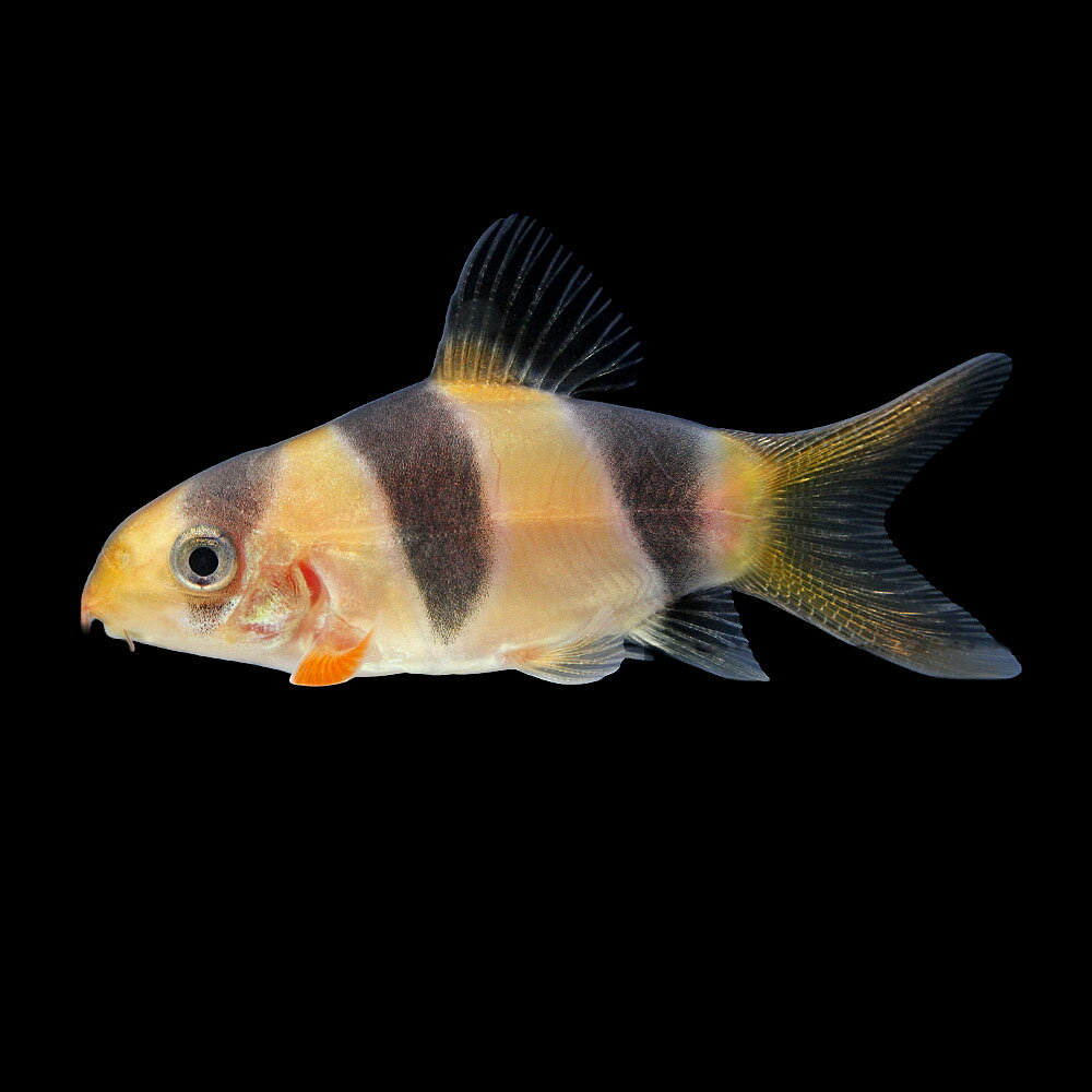 （熱帯魚）一点物　クラウンローチ　ショートボディ（1匹）　北海道・九州航空便要保温