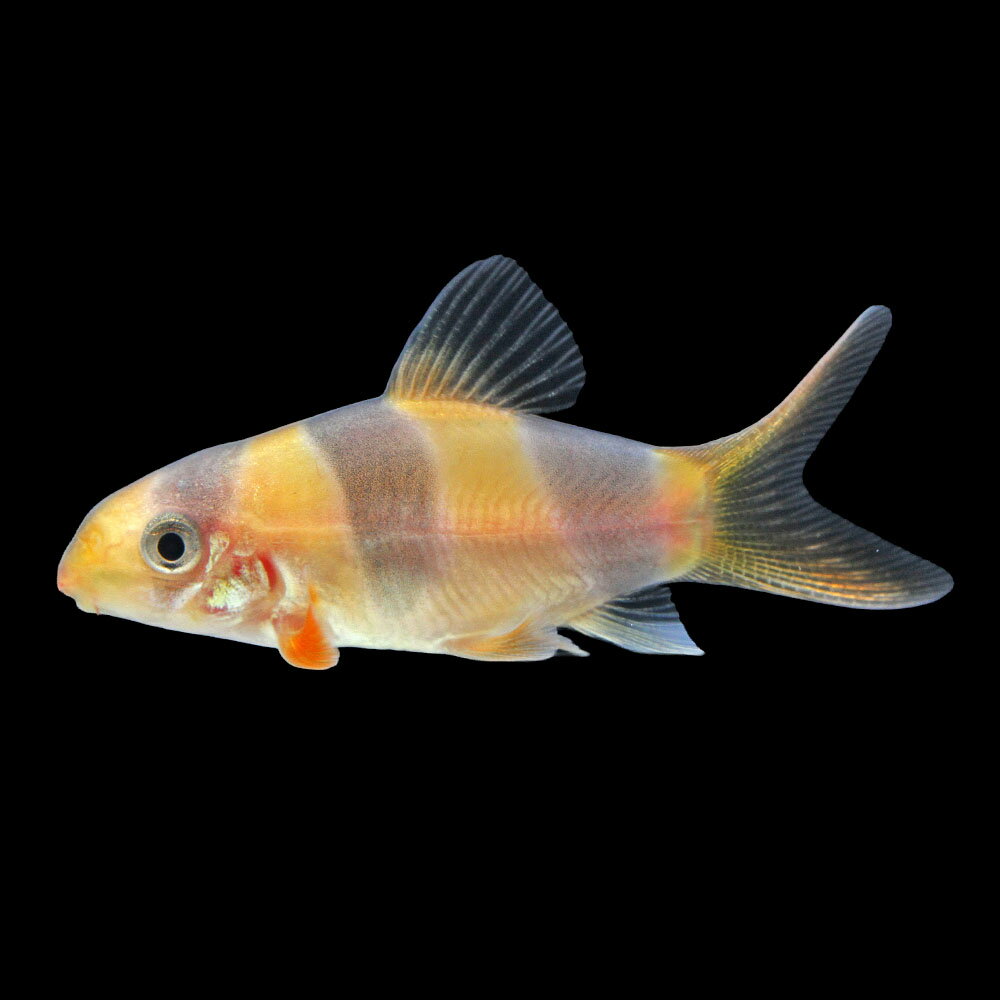 （熱帯魚）一点物　クラウンローチ　ショートボディ（1匹）　北海道・九州航空便要保温