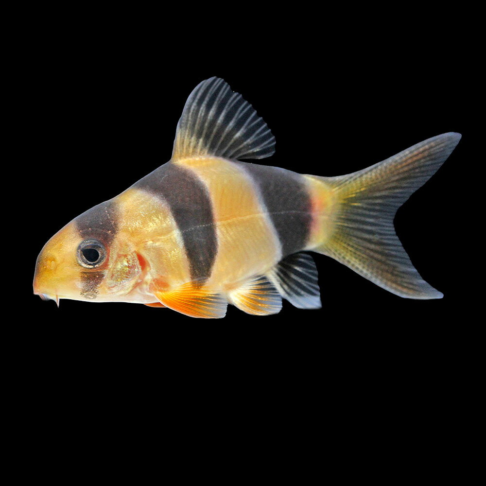 （熱帯魚）一点物　クラウンローチ　ショートボディ（1匹）　北海道・九州航空便要保温