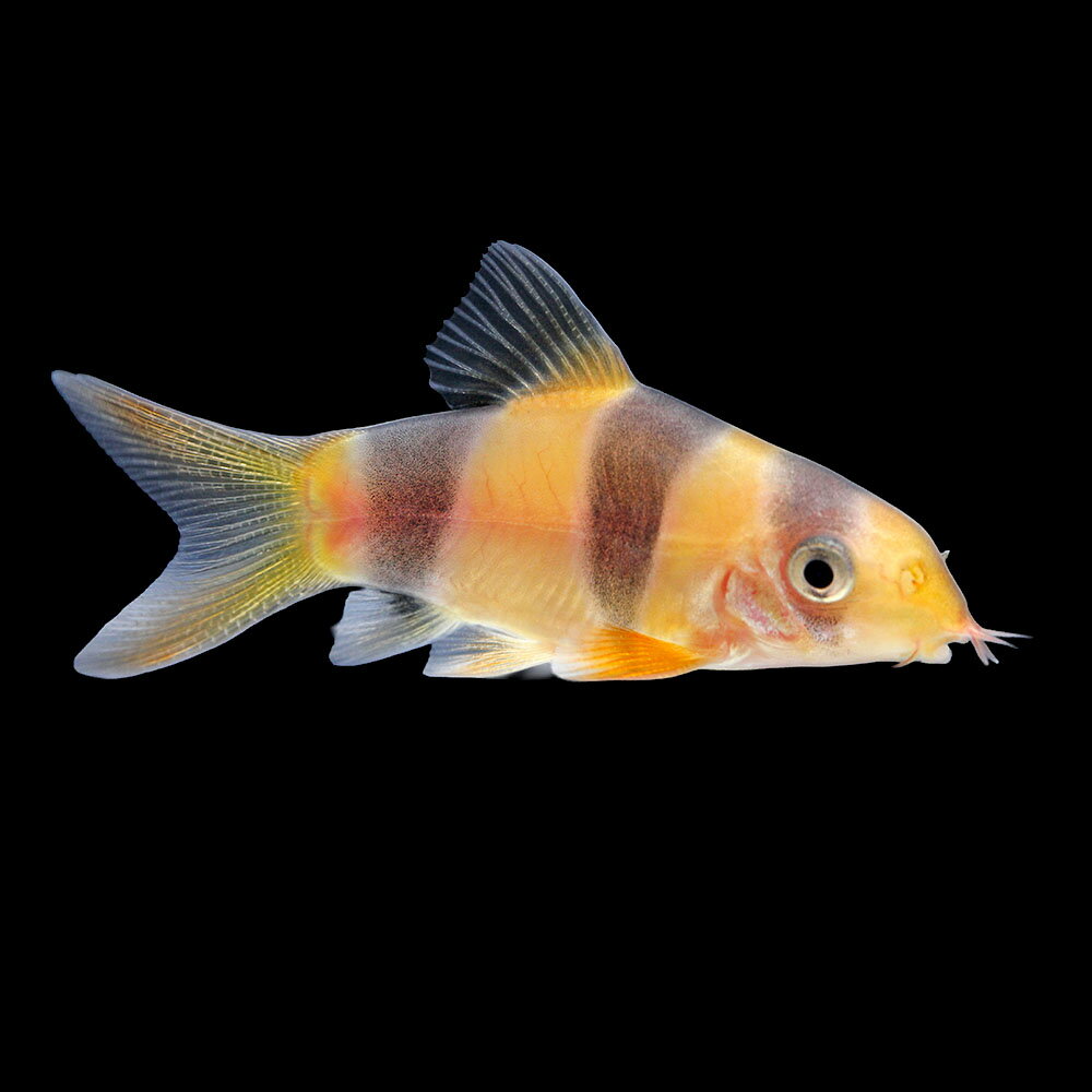 （熱帯魚）一点物　クラウンローチ　ショートボディ（1匹）　北海道・九州航空便要保温