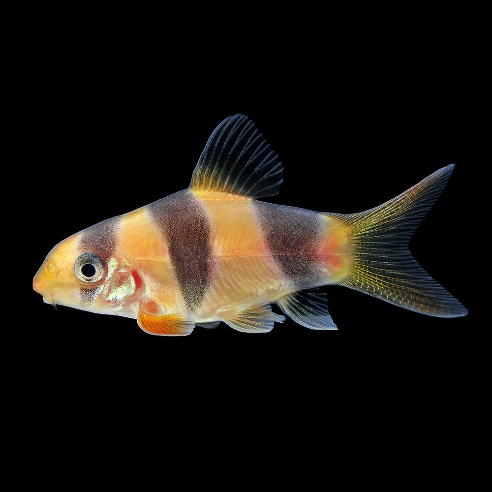 （熱帯魚）一点物　クラウンローチ　ショートボディ（1匹）　北海道・九州航空便要保温