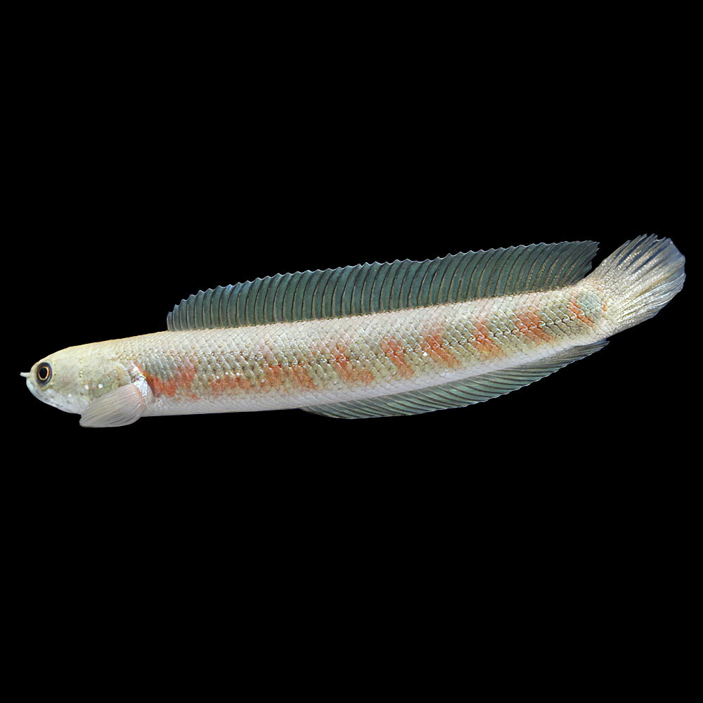 （熱帯魚）一点物　コウタイ　スーパーレッドタイガー（1匹）　北海道・九州航空便要保温