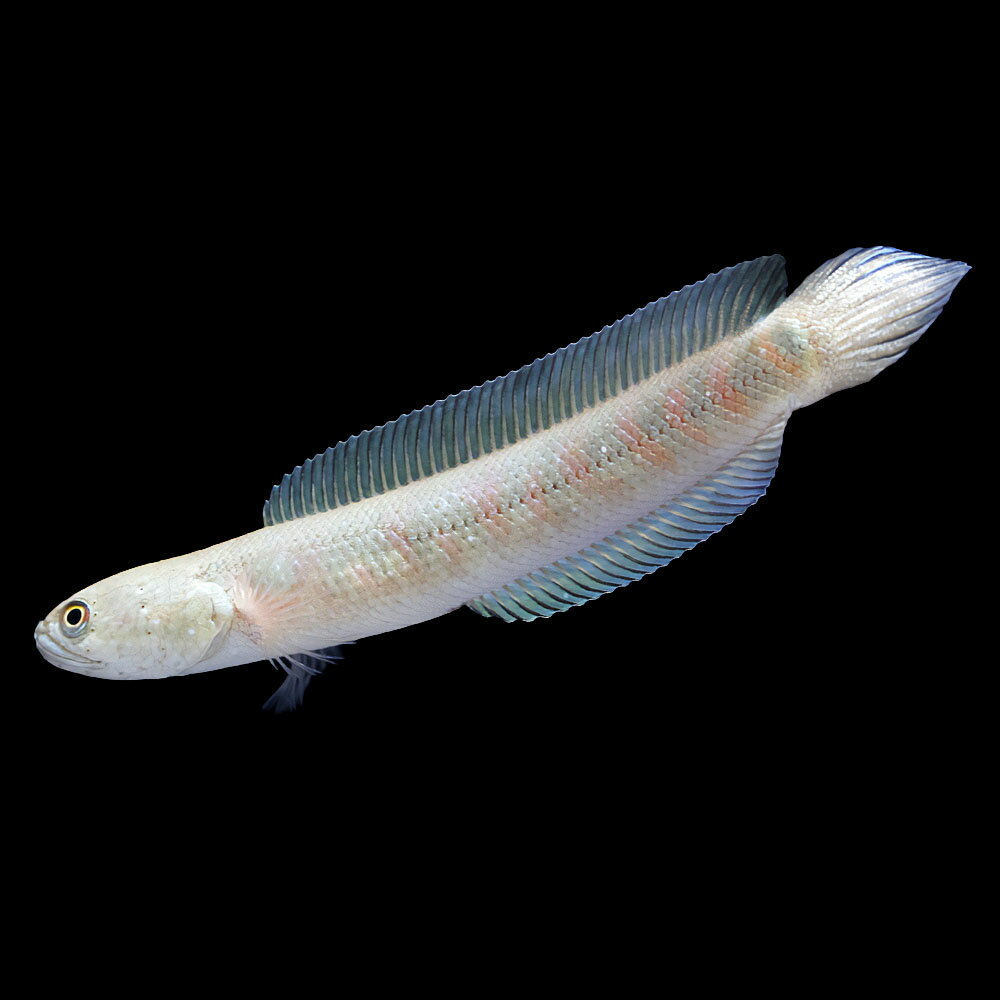 （熱帯魚）一点物　コウタイ　スーパーレッドタイガー（1匹）　北海道・九州航空便要保温