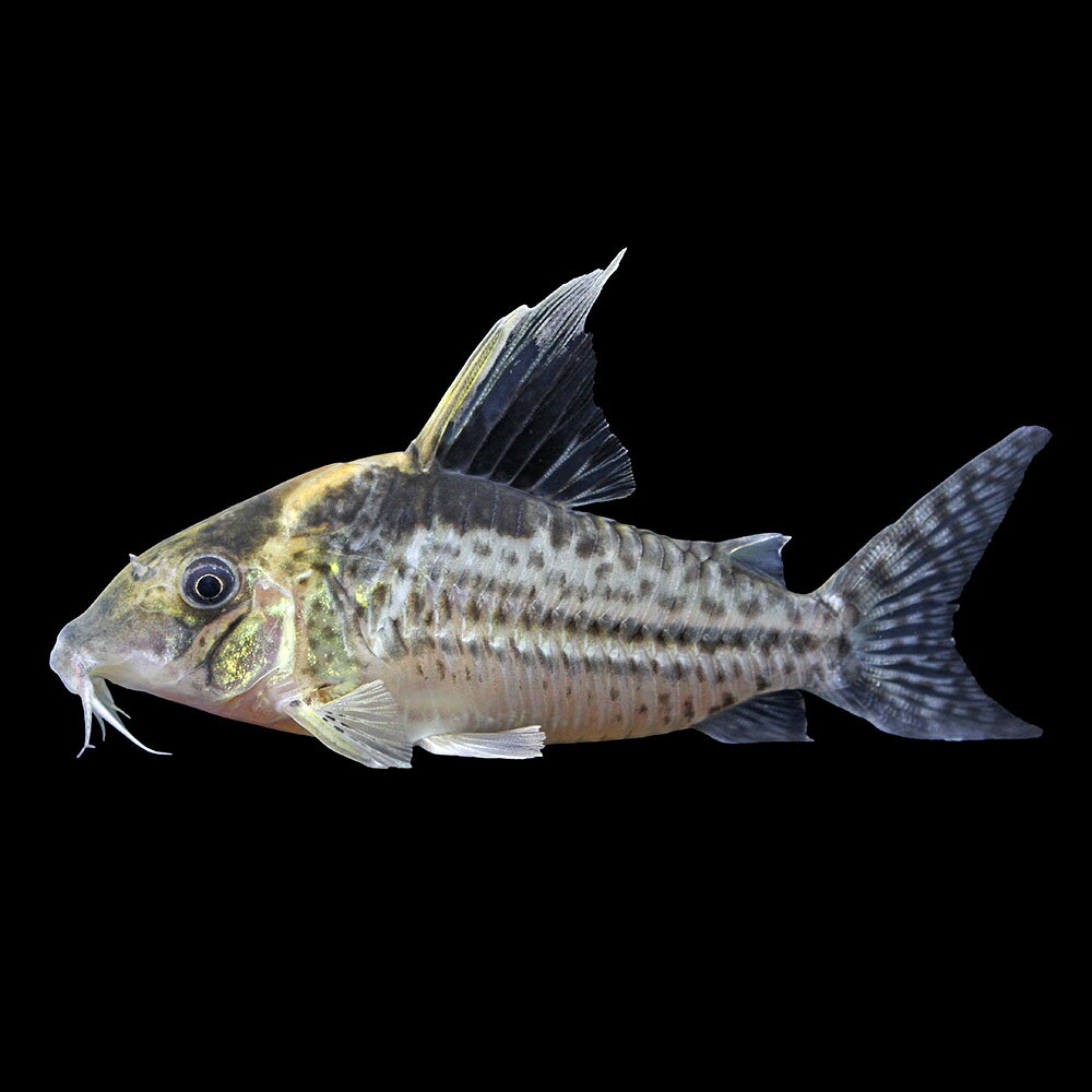 （熱帯魚）一点物　コリドラス　ロブスタス（ワイルド）約9cm（1匹）　北海道・九州航空便要保温