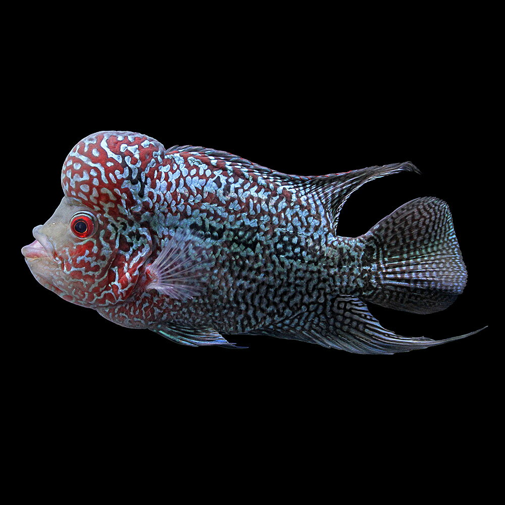 （熱帯魚）一点物　フラワーホーン（1匹）　北海道・九州航空便要保温