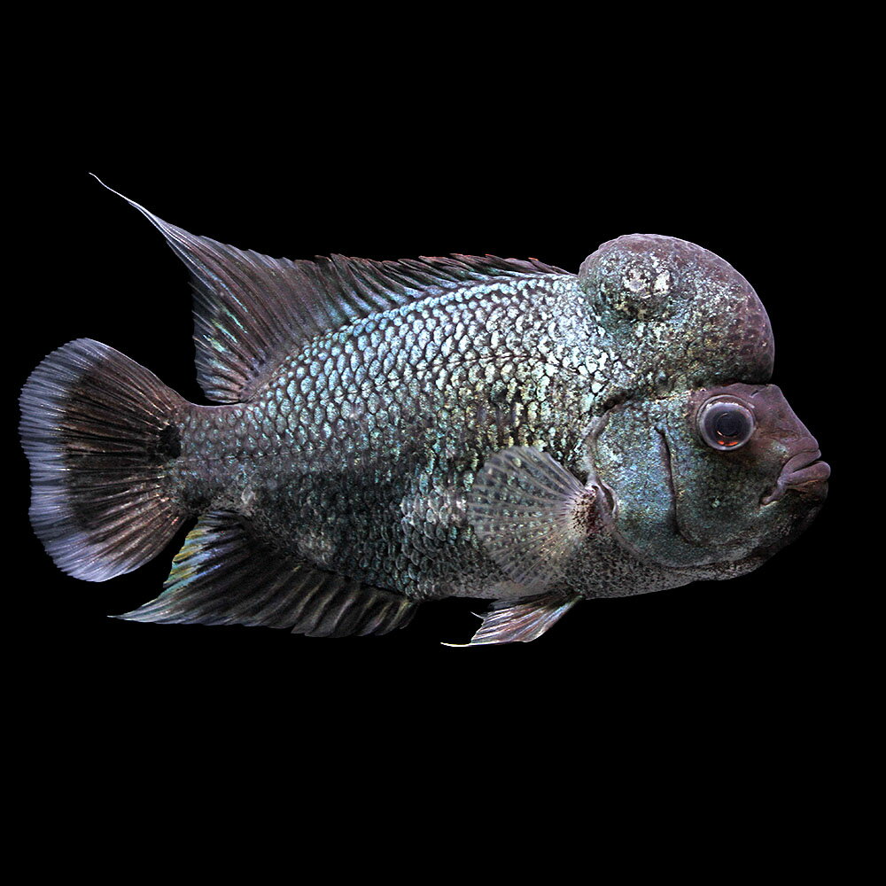 （熱帯魚）一点物　フラワーホーン　タイシルク（1匹）　北海道航空便要保温