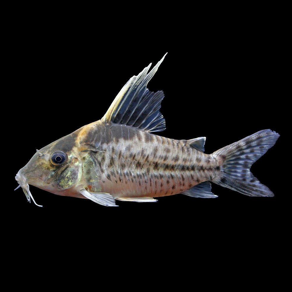 （熱帯魚）一点物　コリドラス　ロブスタス（ワイルド）約9cm（1匹）　北海道・九州航空便要保温