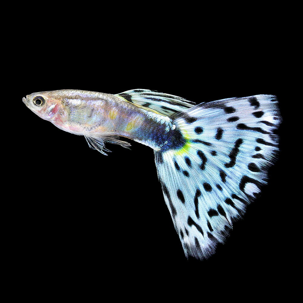 グッピー モザイク（観賞魚｜熱帯魚・アクアリウム