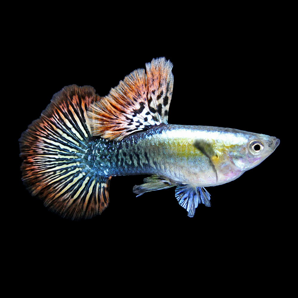 （熱帯魚）一点物　レッドドラゴン・グッピー（外国産グッピー）（1ペア）　北海道・九州航空便要保温