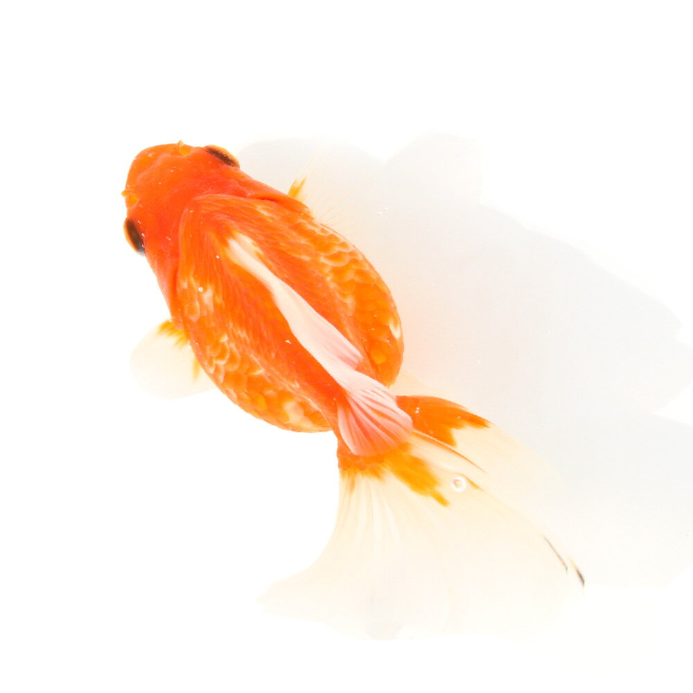 楽天市場】ショート テール 琉金（観賞魚｜熱帯魚・アクアリウム 