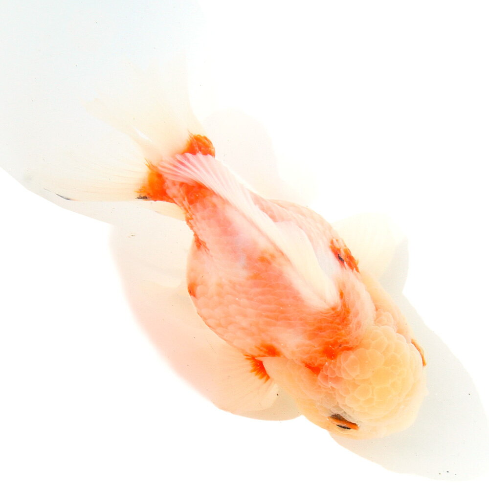 メーカー：■0〜25画像の個体をお送りします。お届けする生体と画像に多少の変化が見られる場合がございますので、予めご了承ください。ここでしか出会えない　特選金魚東錦　ショートテール画像撮影日2026年6月16日生産者インドネシア産尾型四つ尾雌雄不明(※雌雄の判別については確約するものではございません。)個体サイズお送りする個体は全長約11〜13cmになります。飼育要件最大体長　　　→　25cm温度　　　　　→　10〜25度水質　　　　　→　中性〜弱アルカリ性餌　　　　　　→　人工飼料、生餌※飼育環境は一例です。必ずしもこの環境下であれば飼育できることを確約するものではございません。品種詳細東錦は三色出目金とオランダ獅子頭の交配によって作出されたといわれます。東錦から浅葱・黒が抜け、透明鱗〜モザイク透明鱗の表現を持つ個体を桜東錦と呼びます体型はオランダ獅子頭に似て、体色は赤、白、青が入ります飼育は他の金魚に準じ、転覆病に気を付け、餌の与えすぎに注意すれば容易です。飼育の注意点病気にさえならなければ、非常に丈夫で水質の悪化や低温にも耐えうる強靭さを持っています。国内で生産されたものは日本の水に慣れているため、導入時の失敗が少ないです。導入直後は1〜2日エサを与えずに様子をみたほうがよいでしょう。金魚の多くは泳ぐのに適した体型、ヒレを持たず、遊泳力が強くありません。そのため強い水流を好まず、負荷の大きい水深のある水槽は適しません。また高水温、低水温のどちらにも耐性がありますが、急激な水温の変化には弱く、調子を崩してしまいます。安定した水温を維持できるようにし、直射日光が当たらない場所で飼育する必要があります。エサは市販されている人工飼料で特に問題ありませんが、熱帯魚用のものに比べ脂肪分の少ない専用品が適しています。美しい色彩を保つには色揚げ効果の高いエサも効果的です。金魚は非常に大食漢ですが、整った体型を維持し、水質の悪化を防ぐためにも少量を複数回与えた方が良いでしょう。特に冬は水温が低くなり活動が鈍るので、エサは少なめに与える必要があります。エサを与えすぎると消化機能に異常をきたし、転覆病を発症してしまう場合があります。また導入時、白点病や尾腐れ病を発症しやすいので、念のため魚病薬や塩水浴などを用いたトリートメントを行ってからの導入がおすすめです。金魚はよく食べ水をよく汚すため、フィルターはろ過能力の高いものが適します。上部式フィルター、外部式フィルターが理想です。混泳の注意点金魚は基本的に温和なので、同じ金魚同士であれば混泳可能です。またドジョウ類や貝との混泳も問題ありません。エビは導入時に捕食されやすいので、入れる場合は隠れ家を十分に用意すると良いでしょう。金魚同士で混泳させる場合は、泳ぎが苦手な種類や視力の弱い種類を中心に考え、活発な種類との混泳は控える必要があります。和金、朱文金、コメットといった、和金型との混泳は不向きです。追加で新たに金魚を導入する場合は細菌性の疾患や寄生虫を持ち込むことが多いので、魚病薬や塩水浴などを用いたトリートメントを行い、様子を見てから追加してください。外国産と国内産、国内でも養魚場ごとにキャリアとなっている病原が異なる為、異なる品種、出身の異なる個体を混泳させる際には十分に注意が必要です。繁殖金魚は1歳で繁殖可能になりますが、親魚に適するのは2歳以上から5歳くらいです。春先に繁殖期を向かえ、オスは発情すると口やエラに追い星と呼ばれる白い突起が出現します。産卵が行われるのは朝方が多く、オスが激しくメスを追いかけ、水草などの産卵床に卵を産み付けます。一度の産卵で1000粒以上産むため、産卵させる場合には十分な準備が必要です。産卵された卵は親魚に食べられてしまうので、発見次第別の水槽に移し、25°C程度の水温で十分にエアレーションを行い、1週間程度でふ化します。ふ化した稚魚はしばらく餌は必要なく、遊泳を開始したらブラインシュリンプの幼生をふ化させて与えると良いでしょう。金魚の稚魚は黒い体色を持ち、成長と共に黒い体色が落ち体色が判別可能となります。産卵後の親魚は著しく体力を消耗し、調子を戻すのが非常に難しく、産卵時についた傷や鱗のはげが治らないことも多いです。安静にしてじっくり様子を見る必要があります。その他−詰め替え用　金魚用フード　弱沈下性　「ff　num11」　30g　aquarium　fish　food　series　金魚のえさ　金魚の餌PSBQ10　ピーエスビーキュート　淡水用　30mL5個セット　光合成細菌　バクテリア　熱帯魚（生餌）淡水用　微生物で水質向上セット　エサ用ゾウリムシミックス＋PSBQ10　本州四国限定（水草）ミニ素焼き鉢　メダカ・金魚藻ミックス（3鉢）（水草）おまかせメダカ・金魚藻セット　浮草付（1パック）点滴法で生体にやさしい　水抜き・水合わせキットアラタ　金魚・めだか用　塩　（200g）浸透圧　予防元気水　金魚用　500ml（生餌）死着保証なし　ゾウリムシミックス　インフゾリア（300ml）　活餌　北海道航空便要保温ff　num800　金魚用　粘膜サポートフード　（沈下性）　100g　プレミアム健康管理フード　金魚の餌ff　num800　金魚用　粘膜サポートフード　（沈下性）　500g　プレミアム健康管理フード　金魚の餌（水草）メダカ・金魚藻　国産　無農薬アナカリス（10本）（水草）メダカ・金魚藻　カボンバ（バラ10本） … _aqua　sfset　熱帯魚・エビ他　金魚　変わりもの金魚　特選金魚　一点物　1点物　オランダシシガシラ　オランダ型　kodawari1ten　20260616　YK　seitaigensen1ten　東錦　変わり柄　y26m06　インドネシア■この商品をお買い上げのお客様は、下記商品もお買い上げです。※この商品には付属しません。■詰め替え用　金魚用フード　弱沈下性　「ff　num11」　30g　aquarium　fish　food　series　金魚のえさ　金魚の餌PSBQ10　ピーエスビーキュート　淡水用　30mL5個セット　光合成細菌　バクテリア　熱帯魚（生餌）淡水用　微生物で水質向上セット　エサ用ゾウリムシミックス＋PSBQ10　本州四国限定（水草）ミニ素焼き鉢　メダカ・金魚藻ミックス（3鉢）（水草）おまかせメダカ・金魚藻セット　浮草付（1パック）点滴法で生体にやさしい　水抜き・水合わせキットアラタ　金魚・めだか用　塩　（200g）浸透圧　予防元気水　金魚用　500ml（生餌）死着保証なし　ゾウリムシミックス　インフゾリア（300ml）　活餌　北海道航空便要保温ff　num800　金魚用　粘膜サポートフード　（沈下性）　100g　プレミアム健康管理フード　金魚の餌ff　num800　金魚用　粘膜サポートフード　（沈下性）　500g　プレミアム健康管理フード　金魚の餌（水草）メダカ・金魚藻　国産　無農薬アナカリス（10本）（水草）メダカ・金魚藻　カボンバ（バラ10本）