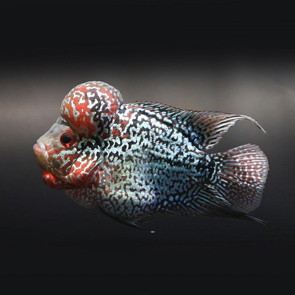 a画像撮影日：2026年7月7日お送りする個体は体長約8〜10cm程度となります。魚の性質上、ヒレ欠けやヒレ裂けがある場合がございます。ご了承の上お買い求め下さい。個体サイズや模様、雌雄の指定についてはお受け致しかねますのでご了承下さい。ド派手な色彩！唯一無二のバリエーションフラワーホーンショートボディ（1匹）販売名フラワーホーンショートボディ学名（※）Cichlasoma　citrinellum　×　Cichlasoma　trimaculatum（Amphilophus　citrinellus　×　Amphilophus　trimaculatus）（※）…改良品種や学名が不明の種は流通名での記載の場合があります。別名花羅漢分布改良品種飼育要件最大体長　　　→　30cm温度　　　　　　→　25〜30度水質　　　　　　→　弱酸性〜弱アルカリ性餌　　　　　　　 →　人工飼料、生餌※飼育環境は一例です。必ずしもこの環境下であれば飼育できることを確約するものではございません。種類詳細2001年のアクアラマで紹介され、一躍世界中でペットフィッシュとして広まった、シクラソマを元に作出された改良種です。フラミンゴシクリッドとトリマクラータス種の異種交配をベースに、数種のシクラソマグループを交配したといわれ、その交配過程は複雑でほとんど公開されていません。東南アジアの華僑を中心に人気を集め、風水的な意味を重視しています。成長と共に発達する肉瘤は“相”と呼ばれ、悟りを得た僧（羅漢）を表しています。また、“彩”と呼ばれる赤い体色は幸福を意味し、花弁を表した体側のスポットは“様”と呼ばれます。フラワーホーンはこの“相”、“彩”、“様”のコントラストが重要とされ、交配により様々な品種が生み出されています。色彩には個体差も大きく、同じ個体はいないといわれるほど多くのバリエーションを持ちます。飼育者に良く慣れ、丈夫で何でも良く食べることからペットフィッシュとして飼育しやすく、60cm以上のサイズであればそれほど大きな水槽でなくても飼育可能な点も大きな魅力です。飼育のポイント水質にはうるさくなく飼育は容易です。餌は何でも良く食べ、人工飼料でも十分に飼育可能です。一般に生餌を与えると肉瘤の発達が良く、色揚げ効果の高いエサはフラワーホーンの体色をさらに引き上げてくれます。水草はかじってしまうことがあります。また、底砂を掘ってしまうことがあるのでベアタンクでの飼育が適しています。混泳の注意点肉食性なので口に入る小さなエビや小型魚との混泳はできません。同種間では激しくケンカをし、他種にも気の荒い部分を見せます。硬い歯を持つことから致命傷となることもあり、単独飼育が適しています。繁殖一般にヒレが伸長し、肉瘤が良く発達するのがオスとされていますが、幼魚、若魚では判別不能です。流通するのはオス個体がほとんどのため、流通量の多い品種の中に稀に混ざっているメス個体や他種のメスを使用する方法が知られています。繁殖を狙う場合は90cm以上の水槽で若魚から複数匹飼育し、自然形成されたペアを得る必要があります。出来上がったペアは一緒に行動し、他魚を追い払いテリトリーを主張するようになります。流木や石などの産卵基質となるものを用意すれば容易に産卵します。孵化した稚魚はブラインシュリンプなどを与えるとよいでしょう。その他—ド派手な色彩！唯一無二のバリエーションフラワーホーン(各種)販売名フラワーホーン(各種)学名（※）Cichlasoma　citrinellum　×　Cichlasoma　trimaculatum（Amphilophus　citrinellus　×　Amphilophus　trimaculatus） （※）…改良品種や学名が不明の種は流通名での記載の場合があります。別名花羅漢分布改良品種飼育要件最大体長　　　→　30cm温度　　　　　　→　20〜28度水質　　　　　　→　弱酸性〜弱アルカリ性餌　　　　　　　 →　人工飼料、生餌 ※飼育環境は一例です。必ずしもこの環境下であれば飼育できることを確約するものではございません。→　当店ではこちらのエサを与えています。●aquarium　fish　food　series　「ff　num03」　小型魚用フード●冷凍アカムシ種類詳細2001年のアクアラマで紹介され、一躍世界中でペットフィッシュとして広まった、シクラソマを元に作出された改良種です。フラミンゴシクリッドとトリマクラータス種の異種交配をベースに、数種のシクラソマグループを交配したといわれ、その交配過程は複雑でほとんど公開されていません。東南アジアの華僑を中心に人気を集め、風水的な意味を重視しています。成長と共に発達する肉瘤は“相”と呼ばれ、悟りを得た僧（羅漢）を表しています。また、“彩”と呼ばれる赤い体色は幸福を意味し、花弁を表した体側のスポットは“様”と呼ばれます。フラワーホーンはこの“相”、“彩”、“様”のコントラストが重要とされ、交配により様々な品種が生み出されています。色彩には個体差も大きく、同じ個体はいないといわれるほど多くのバリエーションを持ちます。飼育者に良く慣れ、丈夫で何でも良く食べることからペットフィッシュとして飼育しやすく、60cm以上のサイズであればそれほど大きな水槽でなくても飼育可能な点も大きな魅力です。飼育のポイント水質にはうるさくなく飼育は容易です。餌は何でも良く食べ、人工飼料でも十分に飼育可能です。一般に生餌を与えると肉瘤の発達が良く、色揚げ効果の高いエサはフラワーホーンの体色をさらに引き上げてくれます。水草はかじってしまうことがあります。また、底砂を掘ってしまうことがあるのでベアタンクでの飼育が適しています。混泳の注意点肉食性なので口に入る小さなエビや小型魚との混泳はできません。同種間では激しくケンカをし、他種にも気の荒い部分を見せます。硬い歯を持つことから致命傷となることもあり、単独飼育が適しています。→　シクリッド・ベタの混泳相性をこちらからご覧になれます。※…混泳相性早見表は混泳が可能であることを確約するものではございません。飼育魚の性質、飼育環境によっては混泳が不可能な場合もございます。繁殖一般にヒレが伸長し、肉瘤が良く発達するのがオスとされていますが、幼魚、若魚では判別不能です。流通するのはオス個体がほとんどのため、流通量の多い品種の中に稀に混ざっているメス個体や他種のメスを使用する方法が知られています。繁殖を狙う場合は90cm以上の水槽で若魚から複数匹飼育し、自然形成されたペアを得る必要があります。出来上がったペアは一緒に行動し、他魚を追い払いテリトリーを主張するようになります。流木や石などの産卵基質となるものを用意すれば容易に産卵します。孵化した稚魚はブラインシュリンプなどを与えるとよいでしょう。その他—点滴法で生体にやさしい　水抜き・水合わせキットPSBQ10　ピーエスビーキュート　淡水用　500mL　メダカ　金魚　熱帯魚　光合成細菌　バクテリア定着型バクテリア　ばくとQ10　淡水・海水用　500mL　バクテリア　熱帯魚　海水魚ff　num300　フラワーホーン用　スティック（浮上性）　100g　プレミアム健康管理フード　大型魚　餌　エサ　えさ　お一人様10点限り大型魚用フード　ひとくちクリル　「ff　num22」　100g　aquarium　fish　food　series　アロワナ　エサ … _aqua　熱帯魚・エビ他　シクリッド　種類で選ぶ　フラワーホーン・パロット　1匹　Cichlasoma　citrinellum　trimaculatum　Amphilophus　citrinellus　trimaculatus　中南米産　フラワーホーン　ショートボディ　kodawari1ten　y26m07■この商品をお買い上げのお客様は、下記商品もお買い上げです。※この商品には付属しません。■点滴法で生体にやさしい　水抜き・水合わせキットPSBQ10　ピーエスビーキュート　淡水用　500mL　メダカ　金魚　熱帯魚　光合成細菌　バクテリア定着型バクテリア　ばくとQ10　淡水・海水用　500mL　バクテリア　熱帯魚　海水魚ff　num300　フラワーホーン用　スティック（浮上性）　100g　プレミアム健康管理フード　大型魚　餌　エサ　えさ　お一人様10点限り大型魚用フード　ひとくちクリル　「ff　num22」　100g　aquarium　fish　food　series　アロワナ　エサ