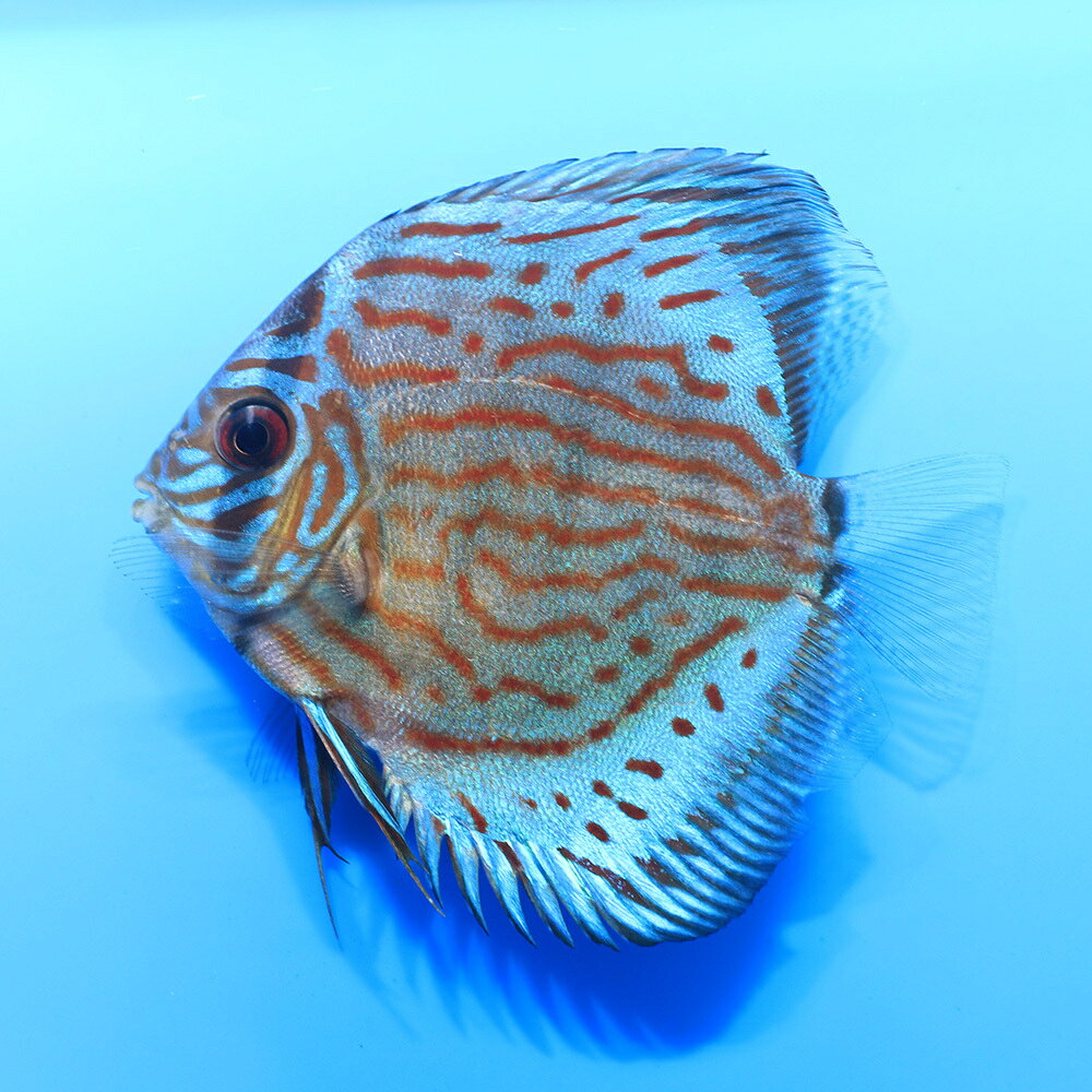 （熱帯魚）一点物　ドイツロイヤルコバルトフラーケン×ワットレイ第三系統　Mサイズ（国産ブリード）（1匹）　北海道航空便要保温