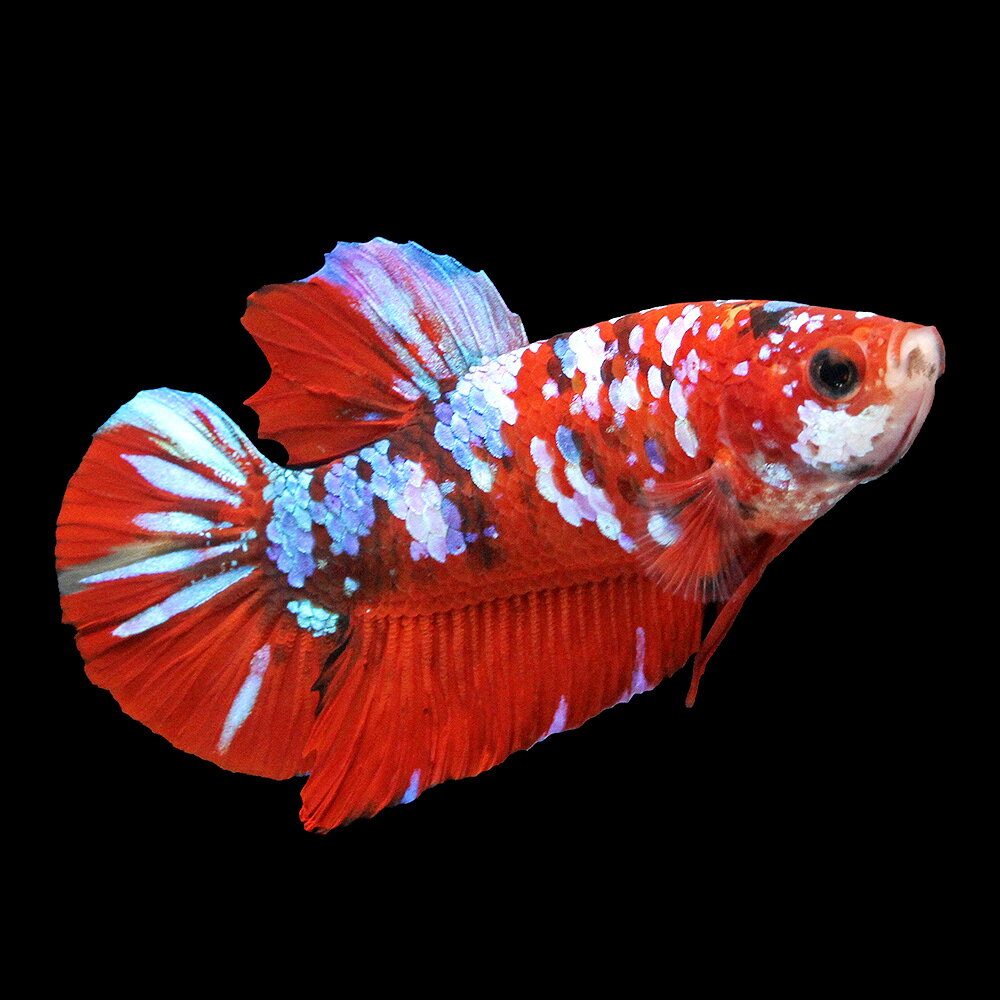 鯉 ベタ（熱帯魚・アクアリウム｜ペット・ペットグッズ