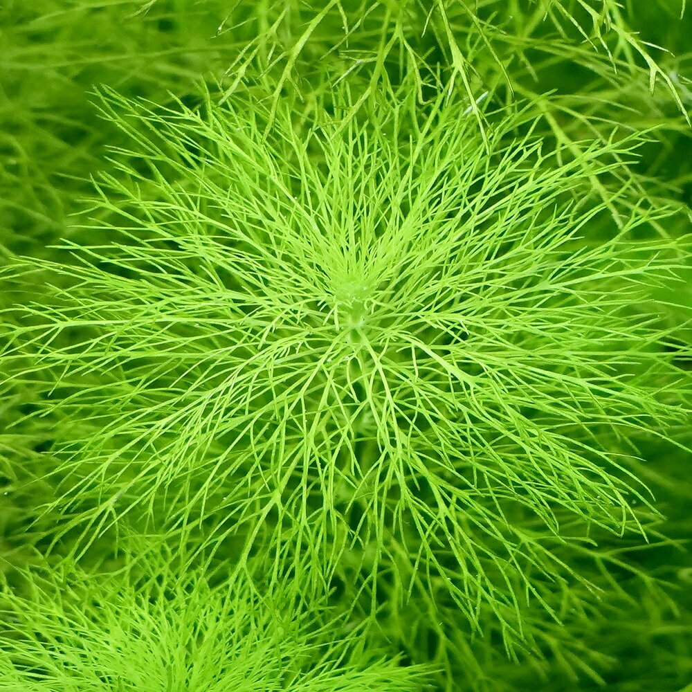 �ʿ���˥���ǥ����󥸥㥤����ȥ���֥ꥢ�ʿ����աˡ�̵�����ˡ�3�ܡ�