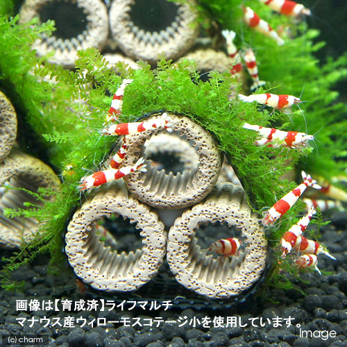 �ʿ���˴������ơ��饤�եޥ������˥ޥʥ��������������⥹��̵�����ˡ�1�ġ�