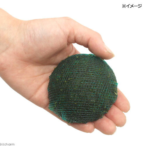 （水草）巻きたて　モスムーン（ウイローモス）Sサイズ（水中葉）（無農薬）（1個）
