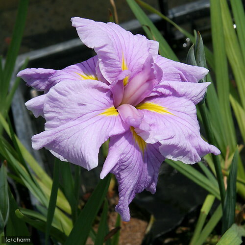 （ビオトープ）水辺植物　花菖蒲　恋慕椿（レンボツバキ）肥後系桃藤六英花（1ポット）【HLS_DU】