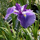 (ビオトープ)水生植物 花菖蒲 嬉野の虹(ウレシノノニジ)肥後系薄紫三英花(1ポット)