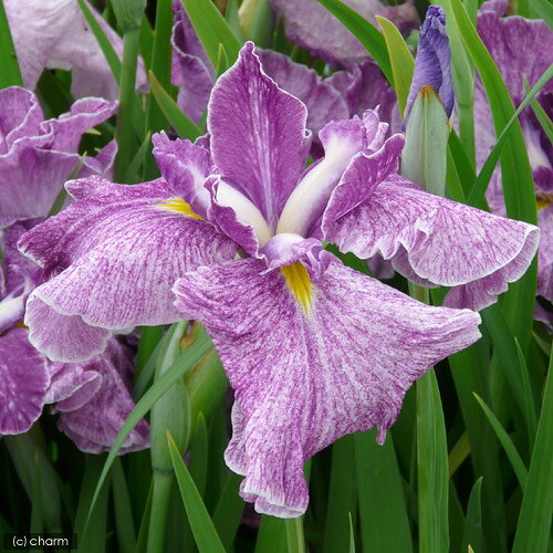 （ビオトープ）水辺植物　花菖蒲　京舞（キョウマイ）肥後系紅砂子三英花（1ポット）【HLS_DU】のサムネイル