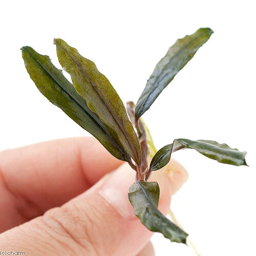 （水草）ブセファランドラsp．クアラクアヤン1（無農薬）（水中葉）（1株）