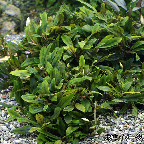 （水草）ブセファランドラsp．クアラクアヤン1（無農薬）（水中葉）（1株）