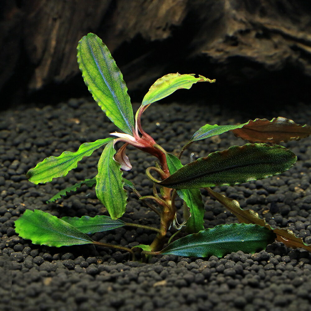 （水草）ブセファランドラsp．クアラクアヤン2（無農薬）（水中葉）（1株） 北海道・九州航空便要保温