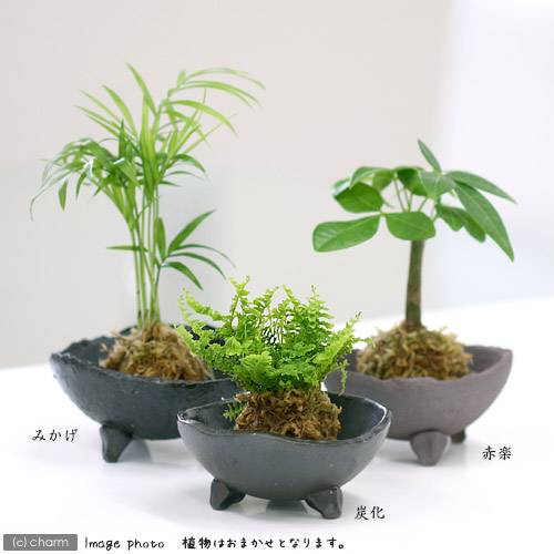 （観葉植物）苔玉　おまかせ観葉　Ver．水苔（1個）　コケ玉【HLS_DU】