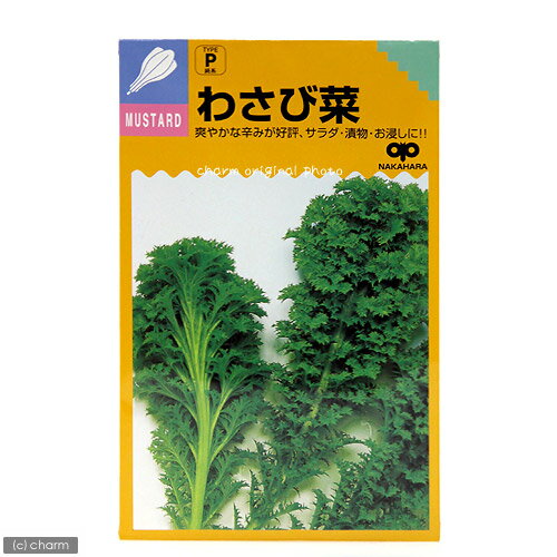 野菜の種　わさび菜の種　家庭菜園【HLS_DU】　関東当日便