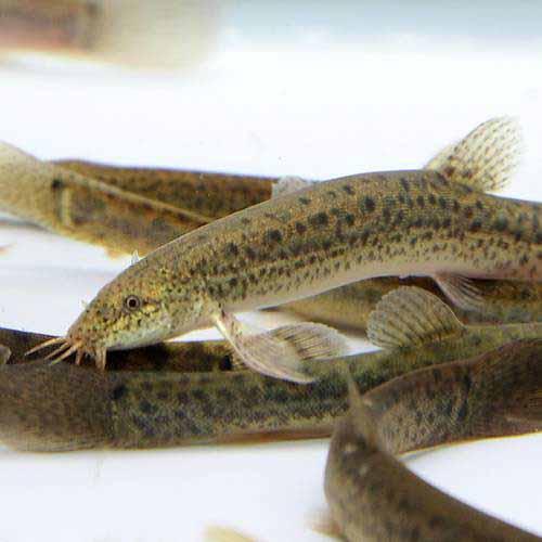 熱帯魚の生き餌の種類は おすすめの生き餌や注意点などを詳しく解説 Kurashi No