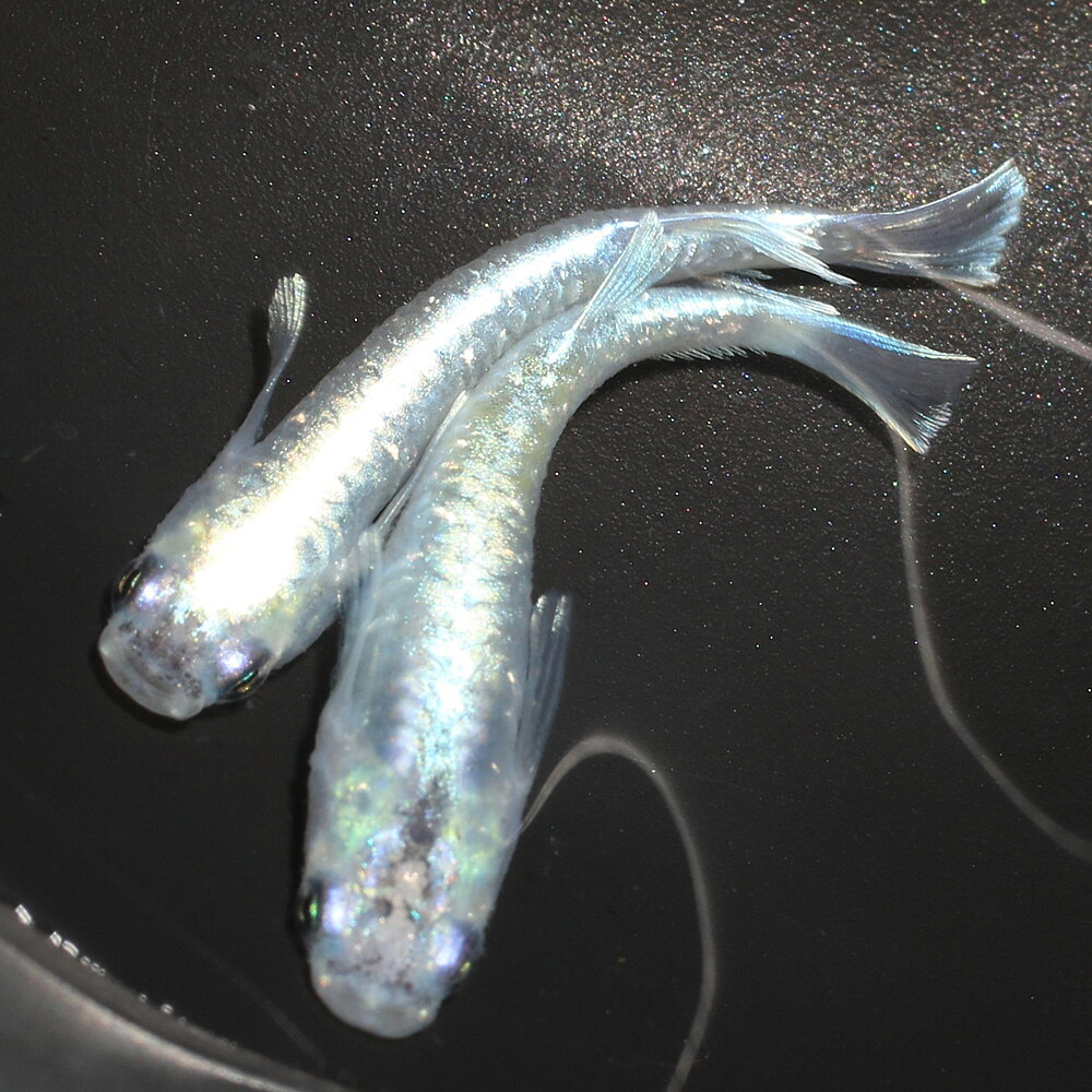 （めだか）一点物　グラディオカガミ鱗メダカ（1ペア）