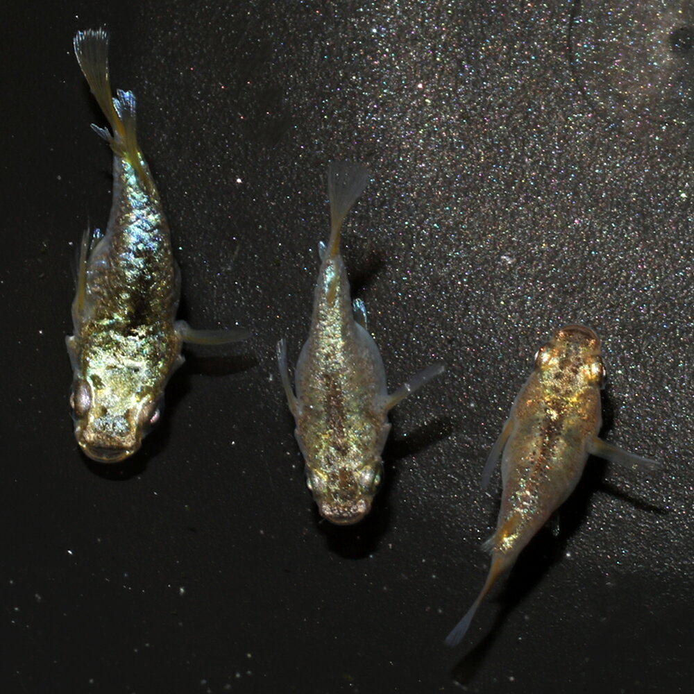 一点物過背金龍ダルマメダカ若魚