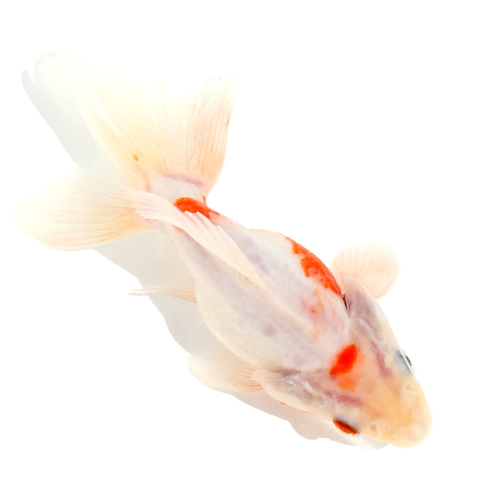楽天市場】金魚 生体 桜の通販