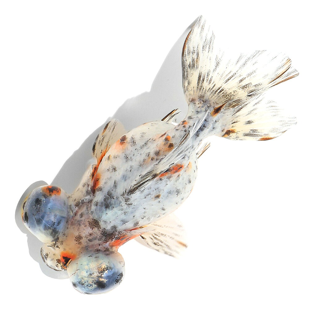 楽天市場】(金魚) 出目金の通販