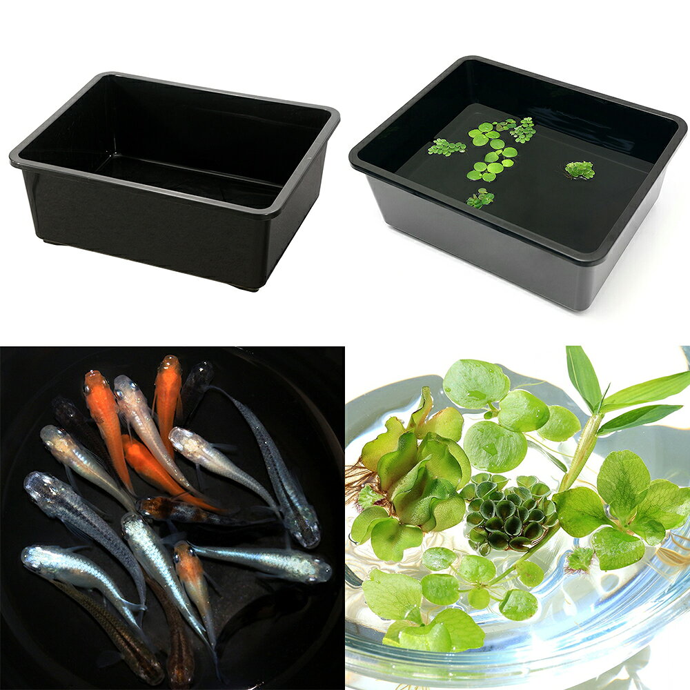 （浮草）鈴木製作所　角型タライ　フラット　黒　おまかせ浮き草3種＋メダカミックス6匹付　本州四国限定