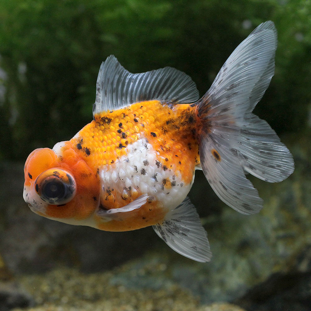 （金魚）一点物　キャリコ出目高頭パール（中国産）約12cm（1匹）　北海道・九州航空便要保温