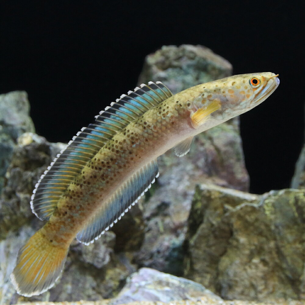 （熱帯魚）チャンナsp．インセイン（1匹）　北海道・九州航空便要保温