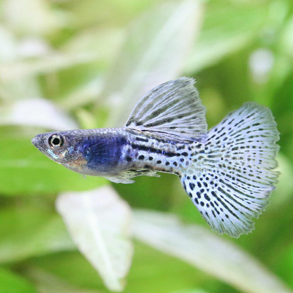 （入荷未定）（熱帯魚）メタルブルーグラス　グッピー（外国産）（1ペア）　北海道・九州航空便要保温