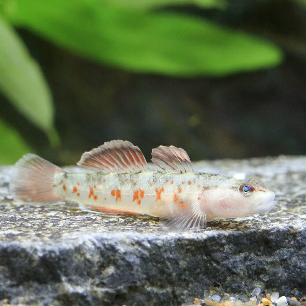 （熱帯魚）リノゴビウス　ゾウイ（1匹）　北海道・九州航空便要保温