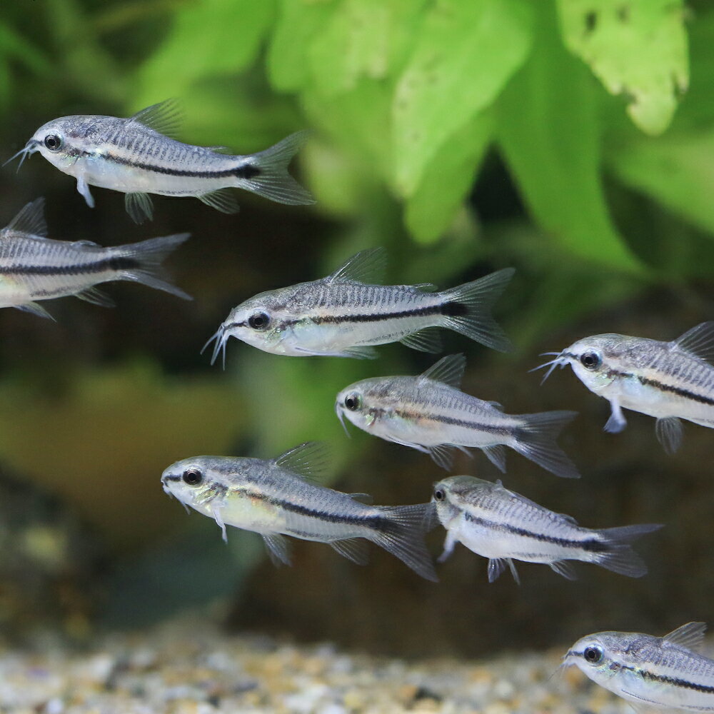 （熱帯魚）コリドラス・ピグミー（ブリード）（8匹）　北海道・九州航空便要保温