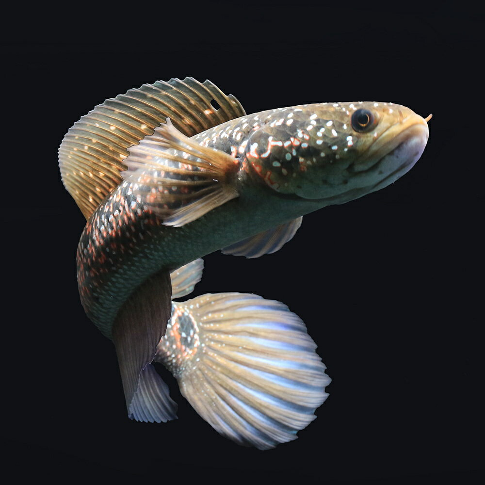 （熱帯魚）一点物　コウタイ　レッドギャラクシー　紅銀河雷龍（1匹）　北海道・九州航空便要保温