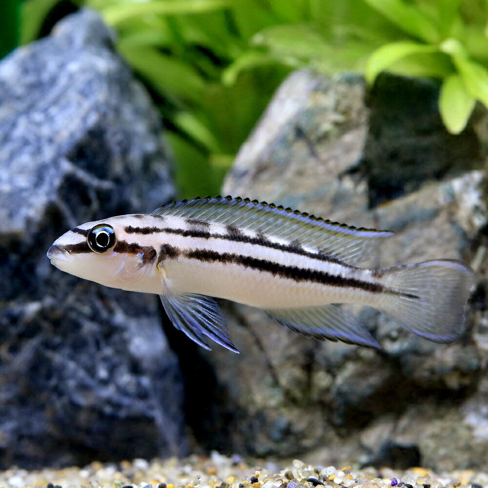 （熱帯魚）カリノクロミス　ポペリニ（1匹）　北海道・九州航空便要保温