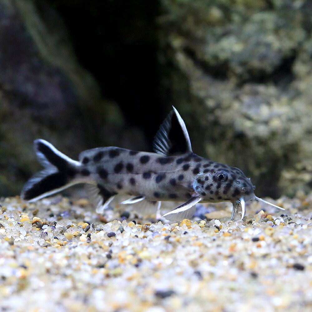 （熱帯魚）シノドンティス　ルキピンニス（1匹）　北海道・九州航空便要保温