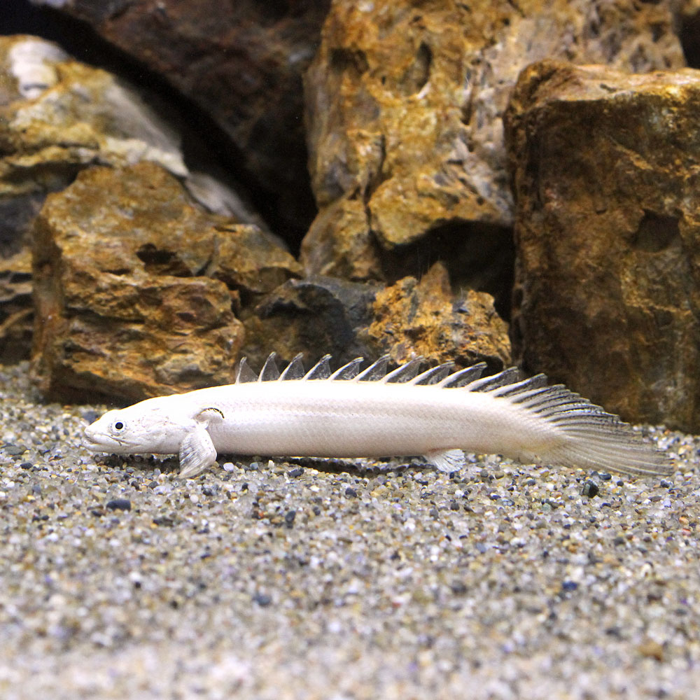 楽天市場】ポリプテルス プラチナ(観賞魚|熱帯魚 楽天市場】ポリプテルス プラチナ(観賞魚|熱帯魚